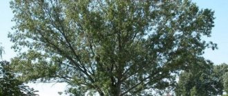 Черный-тополь-осокорь-дерево