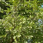 дерево эбеновое