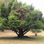 Древесина-эбенового-дерева