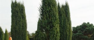 How does juniper grow?