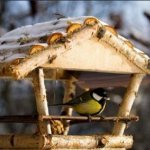 How to make bird feeders from wood with your own hands
