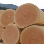 Как выглядит древесина кедра