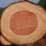 как выглядит древесина сосны