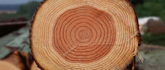 как выглядит древесина сосны