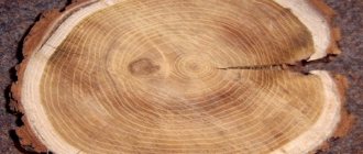 как выглядит древесина ясеня