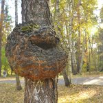 Burl-root-on-a-birch