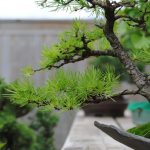 young larch branch
