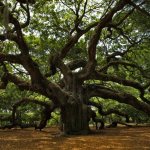 Основные свойства и характеристики древесины дуба