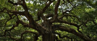 Основные свойства и характеристики древесины дуба