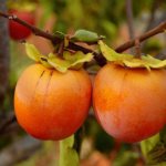 Плод эбенового дерева