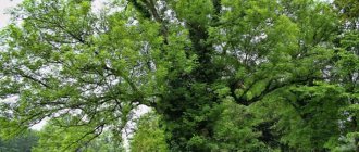 Путеводитель между мирами - ясень, фото дерева и листьев