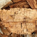 Types of wood rot