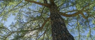 Сибирская лиственница: как выглядит растение и где можно выращивать